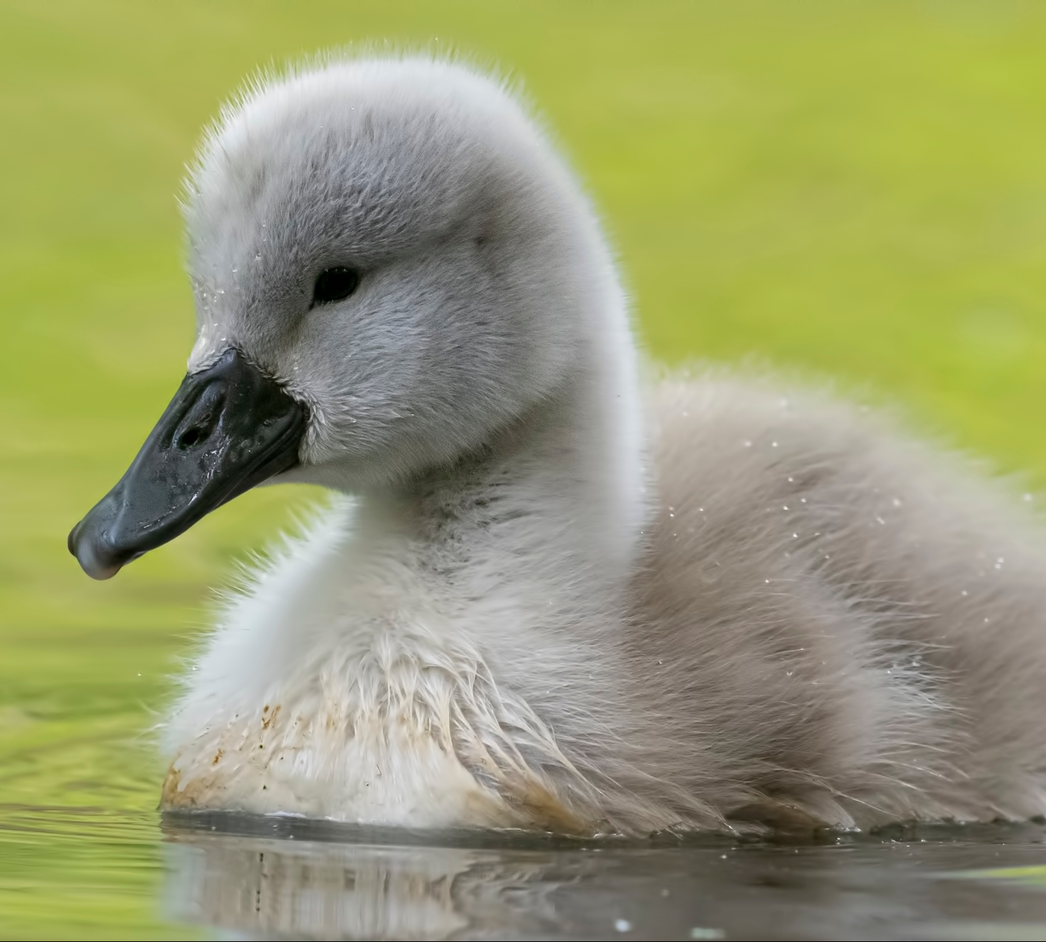 School Show The Ugly Duckling Waterville Creates