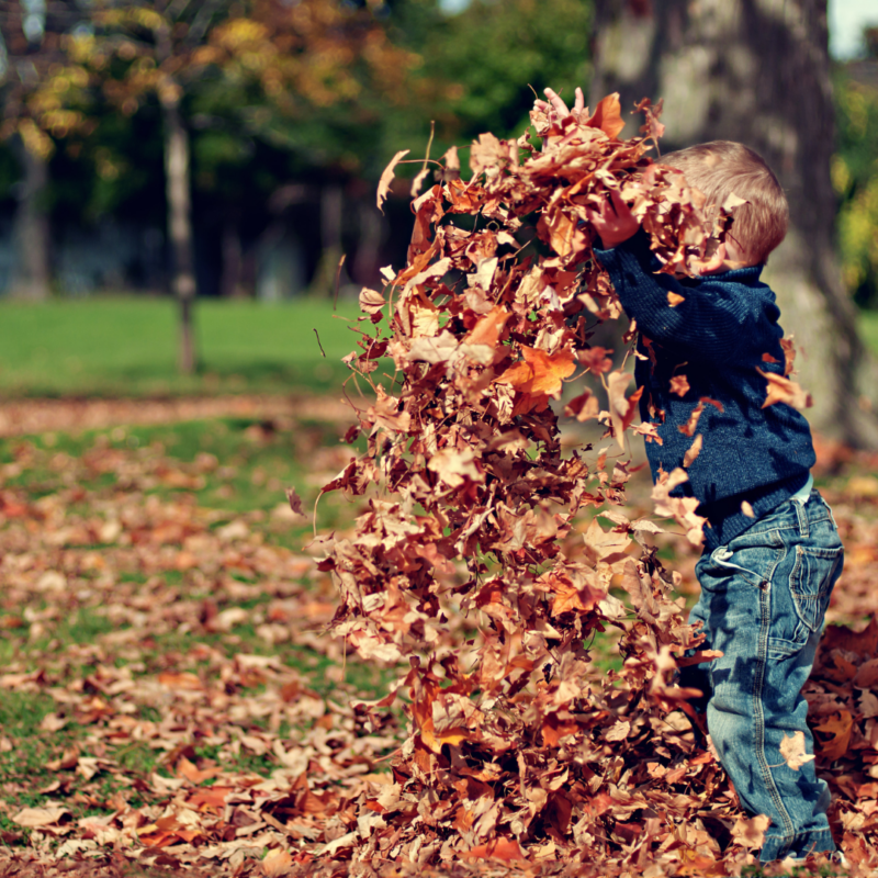 Toddler in a blue sweater and jeans. They are tossing fallen leaves into the air in front of them.